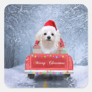 Maltese Dog in Snow sitting in Christmas Truck  Square Sticker