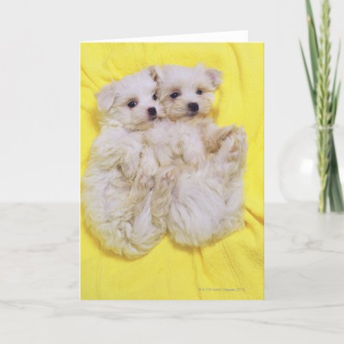 Maltese Dog is a small breed of white dog that 2 Card