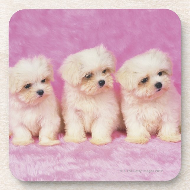 Maltese Dog; is a small breed of white dog that Drink Coaster (Front)