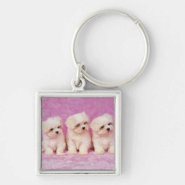 Maltese Dog; is a small breed of white dog that Keychain (Front)