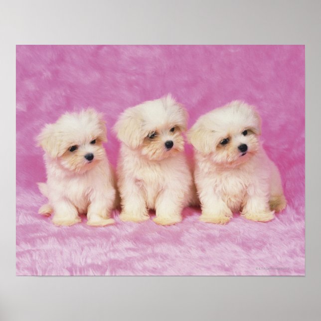 Maltese Dog; is a small breed of white dog that Poster (Front)