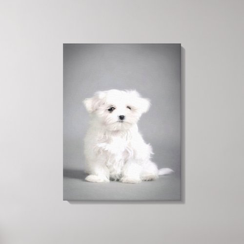 Maltese Dog Is Styling Canvas Print