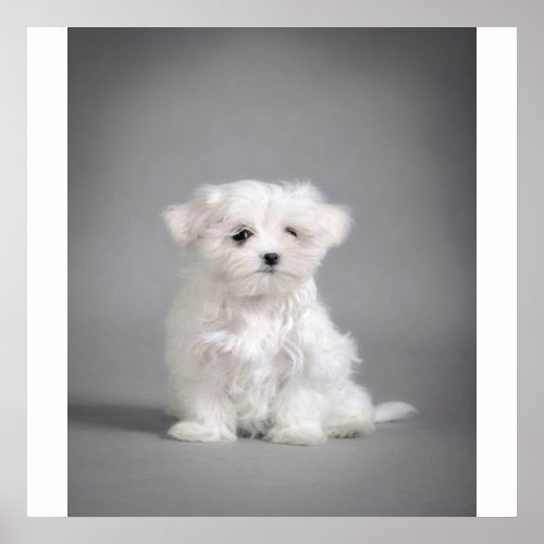 Maltese Dog Is Styling Poster