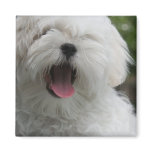 Maltese Dog Magnet