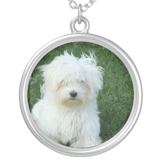 Maltese Dog Necklace | Zazzle