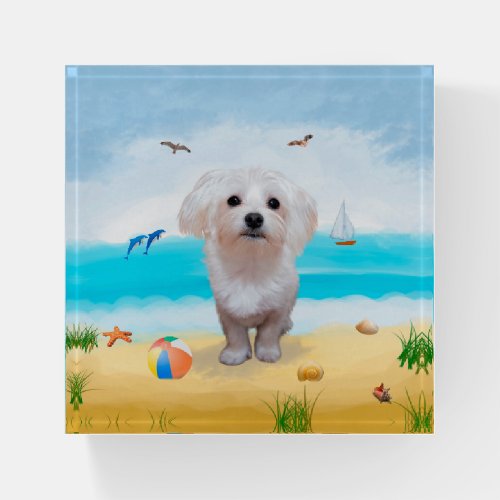 Maltese Dog on Beach Paperweight