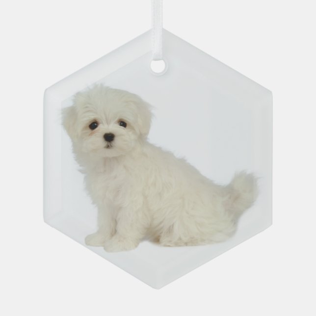 Maltese Dog Pet Animal  Glass Ornament (Front)