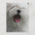 Maltese Dog Postcard