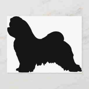 Maltese Dog Postcard