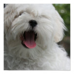 Maltese Dog Print