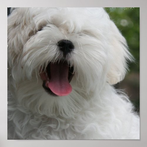 Maltese Dog Print