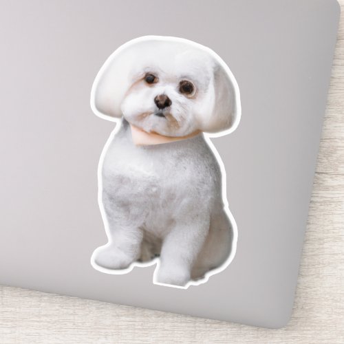 Maltese Dog Sticker
