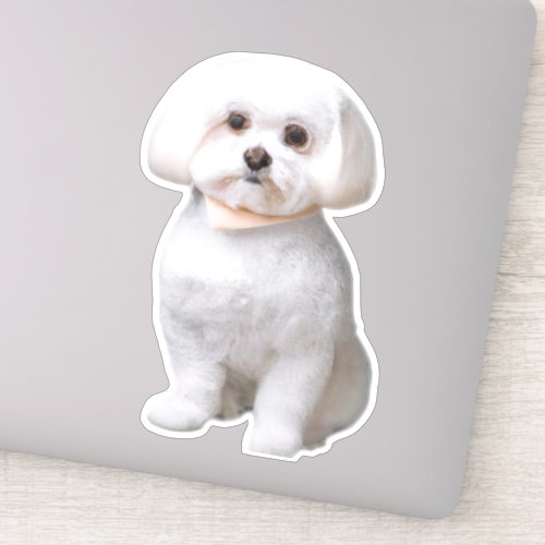 Maltese Dog Sticker