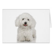 Maltese Dog White (Front Horizontal)