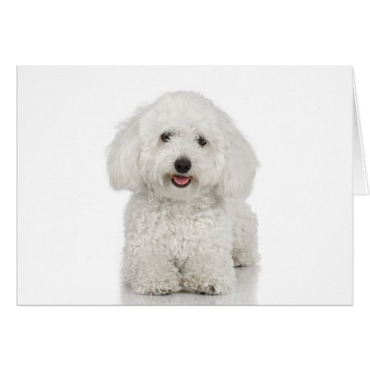 Maltese Dog White (Front Horizontal)