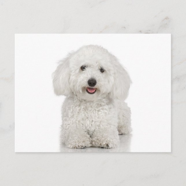 Maltese Dog White Postcard (Front)