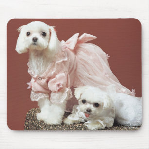 Maltese Dogs Mouse Pad