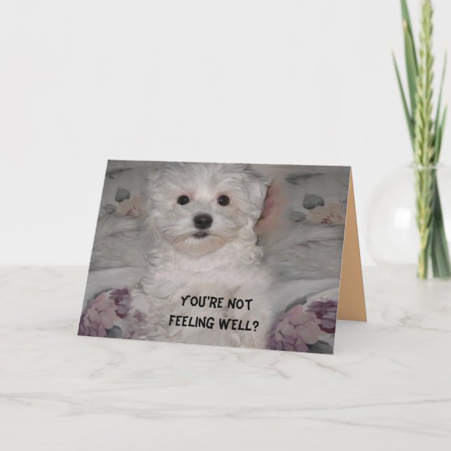Maltese Get Well Soon Card (Front)