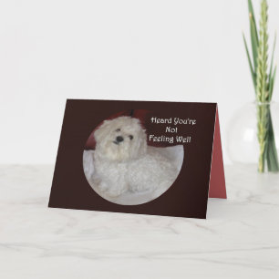 Maltese Get Well Soon Card for Pet Lovers