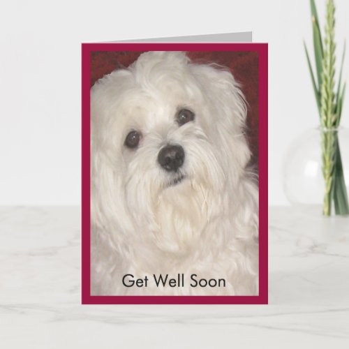 Maltese Get Well Soon for Anyone Card