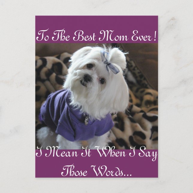 Maltese Gifts Postcard (Front)