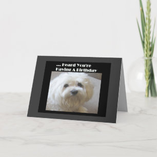 Maltese Humor Birthday Card for Over-The-Hill
