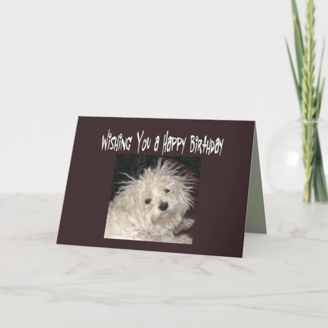Maltese Humor Birthday Wishes Card for Anyone (Front)