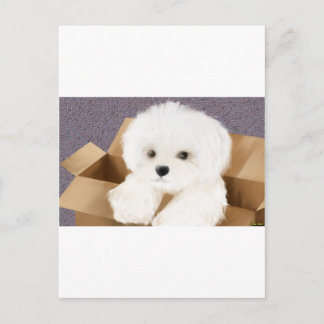maltese in a box postcard