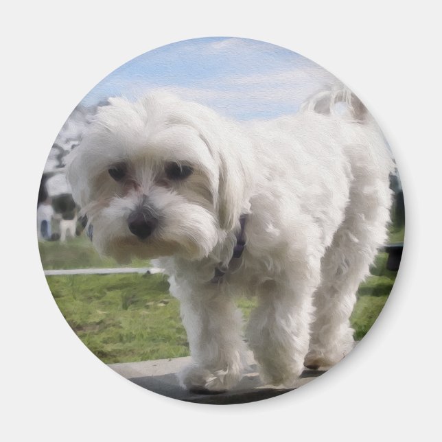 Maltese Magnet (Front)