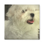 Maltese Magnet