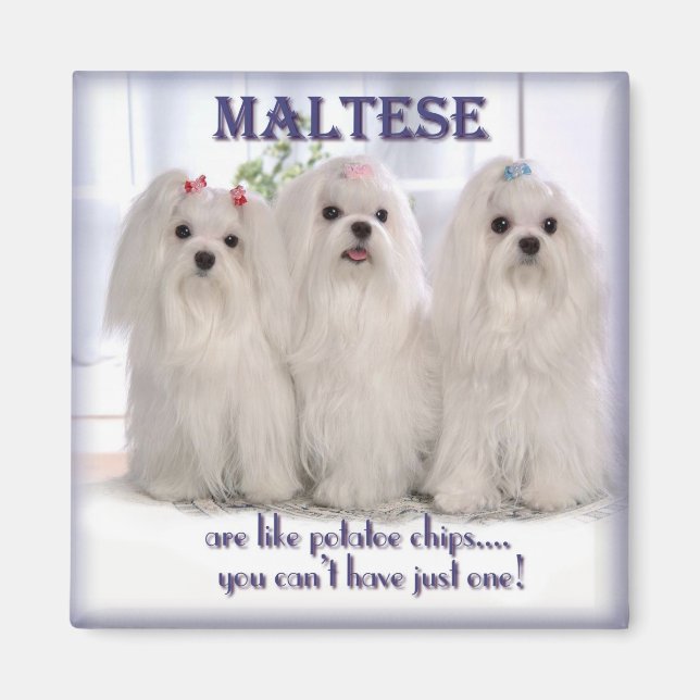 Maltese Magnet 1 (Front)