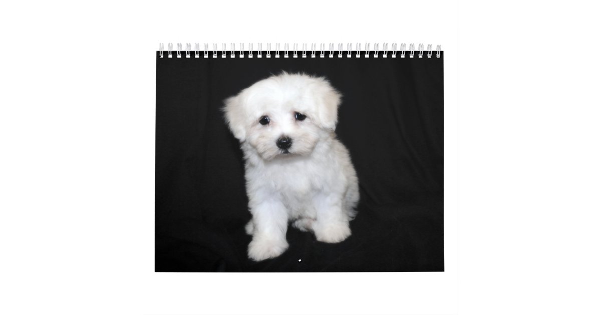 Maltese & Maltipoo Puppy Calendar