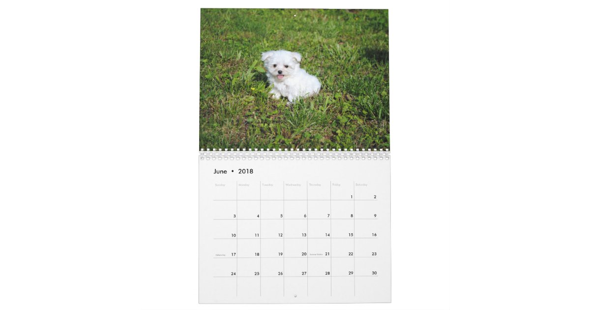 Maltese & Maltipoo Puppy Calendar