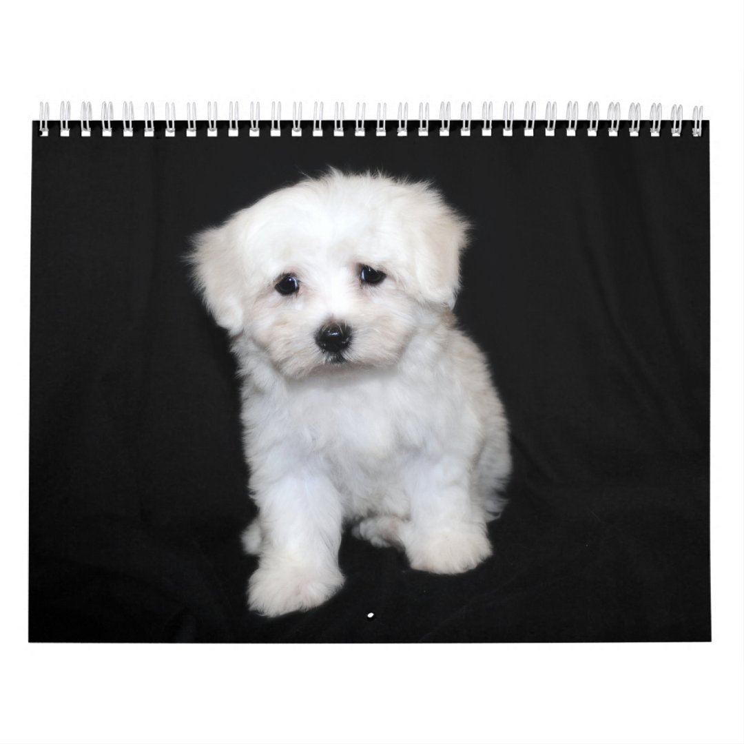 Maltese & Maltipoo Puppy Calendar Zazzle
