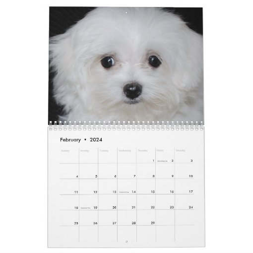 Maltese & Maltipoo Puppy Calendar Zazzle