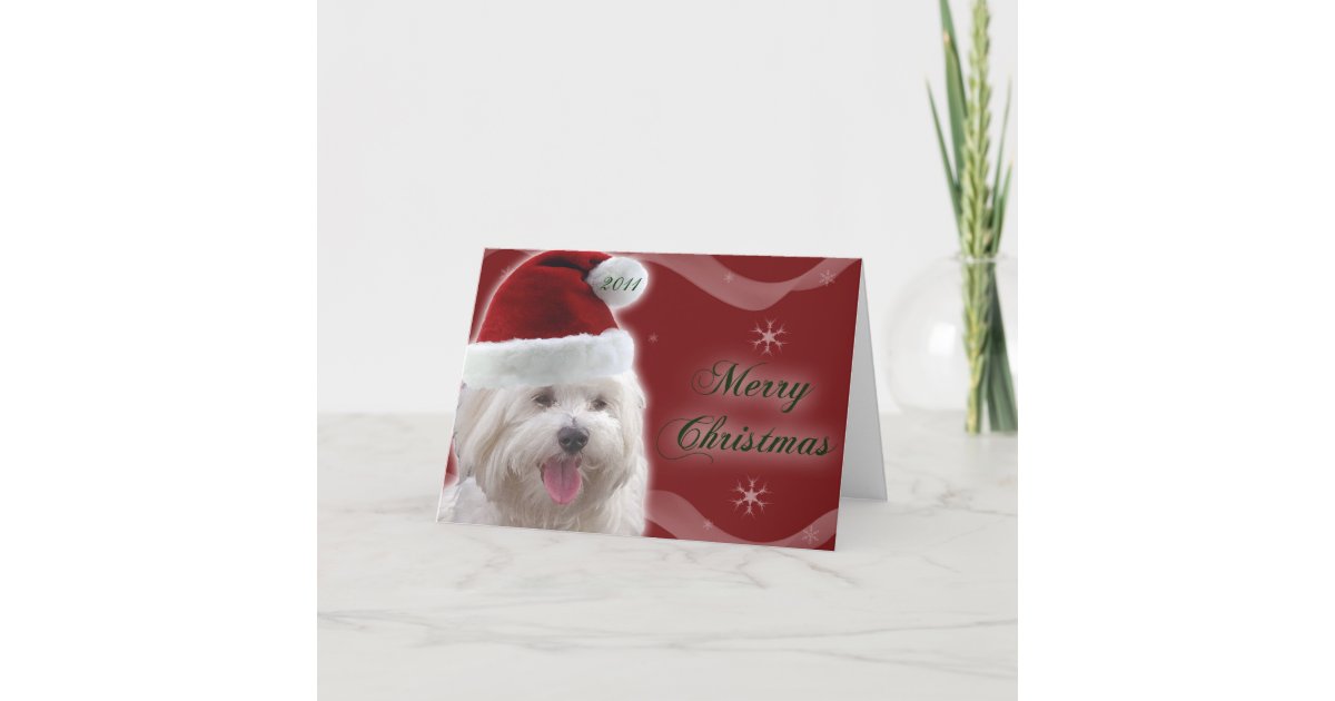 Maltese Merry Christmas Card Zazzle