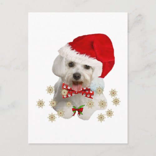 Maltese Merry Christmas Gifts Holiday Postcard