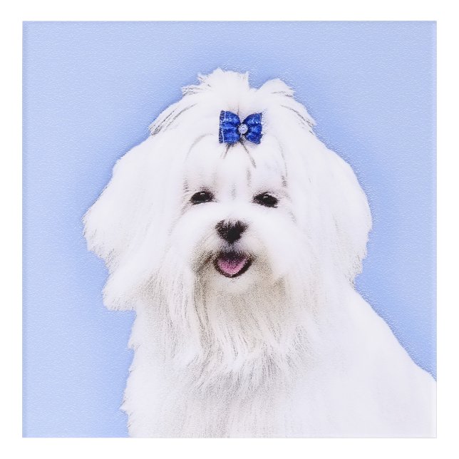 Maltese Painting - Cute Original Dog Art (Front)