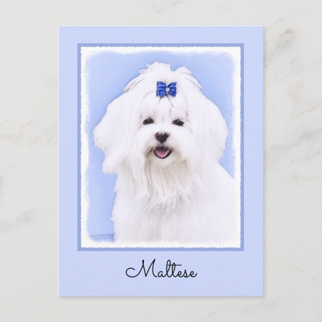 Maltese Painting - Cute Original Dog Art Postcard (Front)