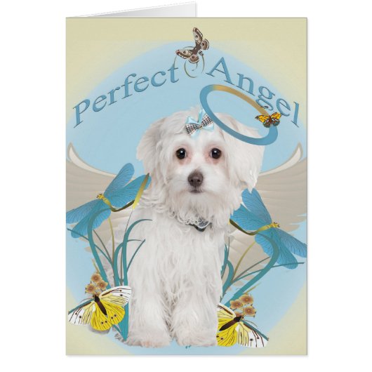 Maltese Perfect Angel cards (Front)