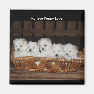 Maltese Puppies, Basket, "Maltese Puppy Love" Magnet