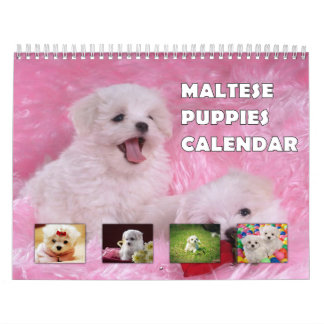 Maltese Puppies Calendar
