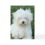 Maltese Puppies Greeting Card