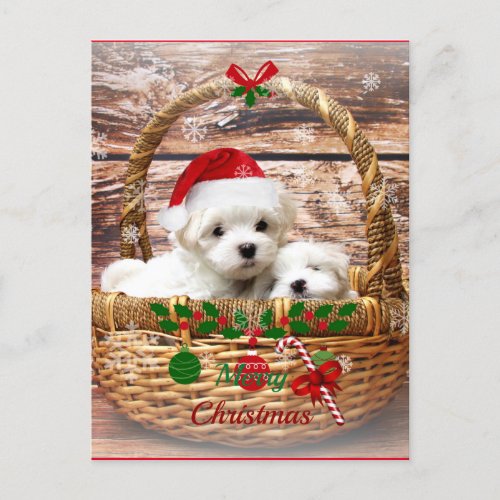 Maltese Puppies in a Basket Holiday Postcard