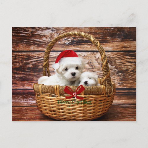 Maltese Puppies in a Christmas Basket Holiday Postcard
