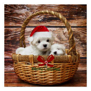 Maltese Puppies in a Christmas Basket Poster