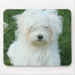 Maltese Puppies Mouse Pad