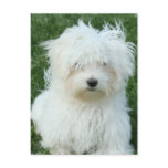 Maltese Puppies Postcard