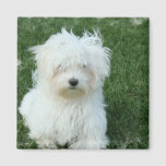 Maltese Puppies Square Magnet