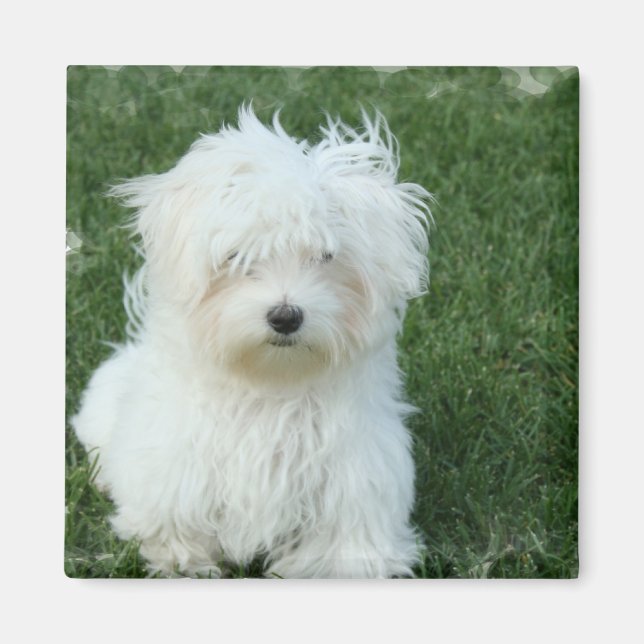 Maltese Puppies Square Magnet (Front)